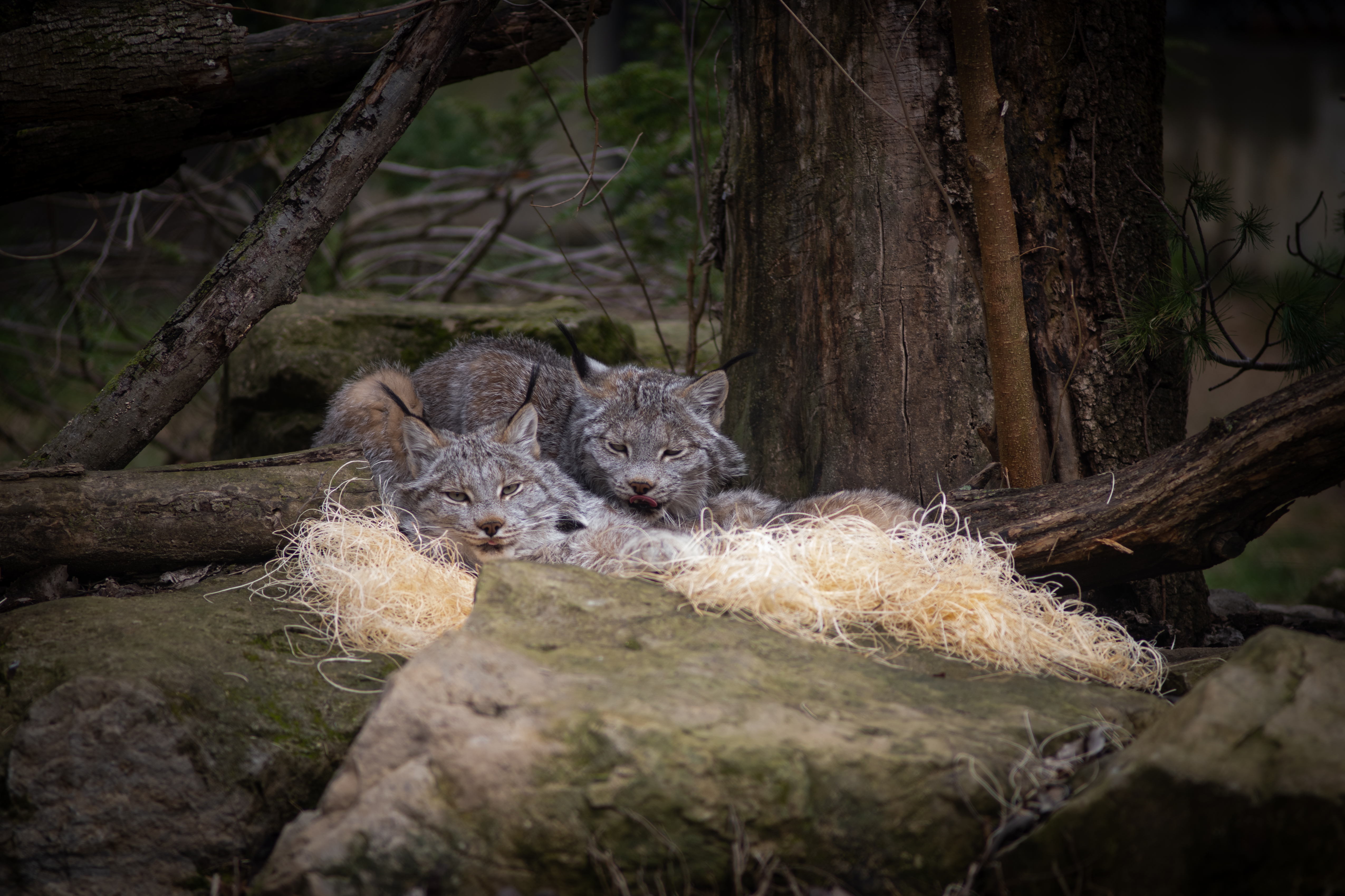 Columbus Zoo | Canada Lynx
